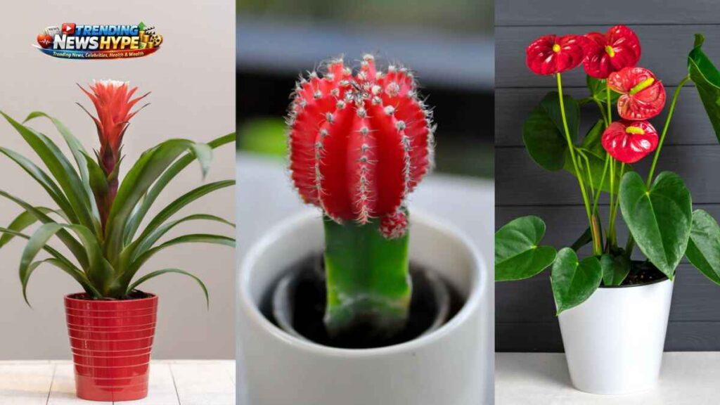 12 Stunning Indoor House Plants with Red Flowers (2026 Guide)