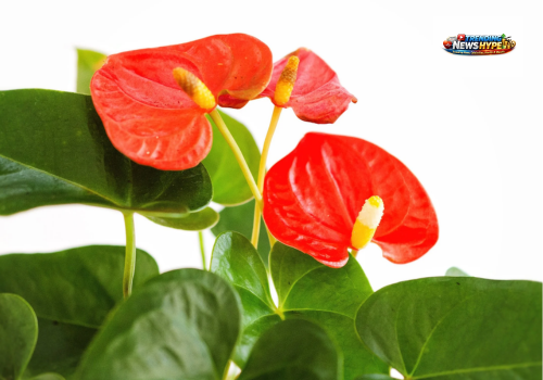 Anthurium (Flamingo Flower)