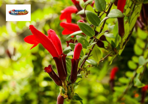 Lipstick Plant