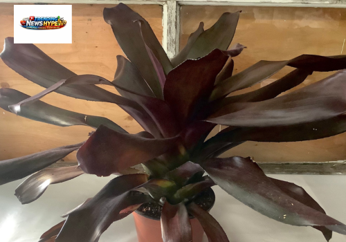 Bromeliad