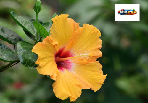 Hibiscus