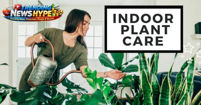 A Complete Indoor Plant Care & Tips