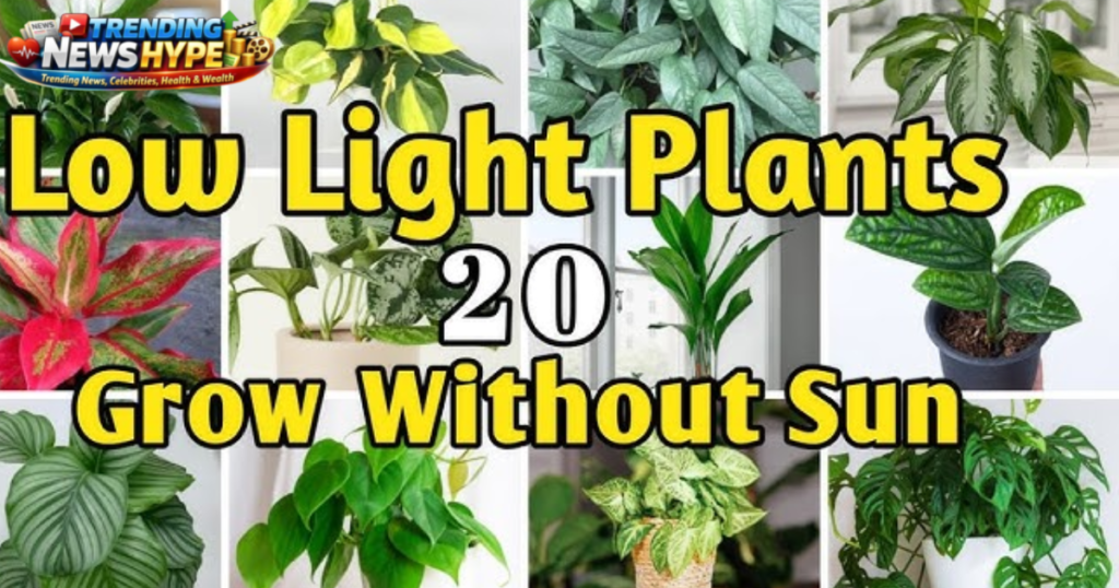 Amazing Low-Light Indoor Plants You Can Grow