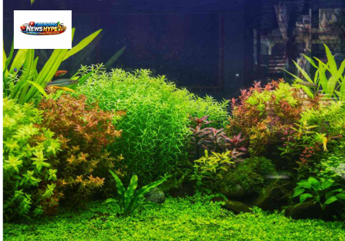 Aquarium plants