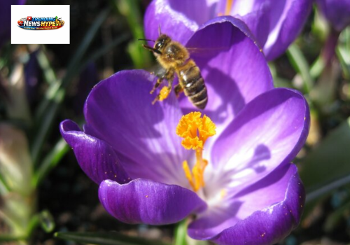 Bee & Pollinator friendly plants