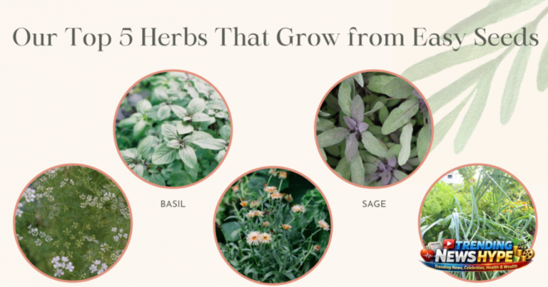 Best Herbs to Grow at Home