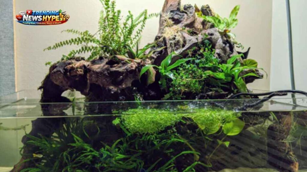 Best Indoor House Plants for Fish Tanks in 2026