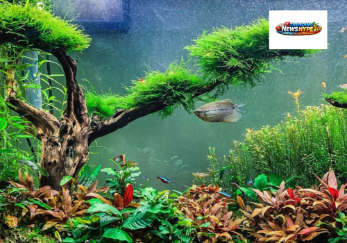  Indoor House Plants for Fish Tanks