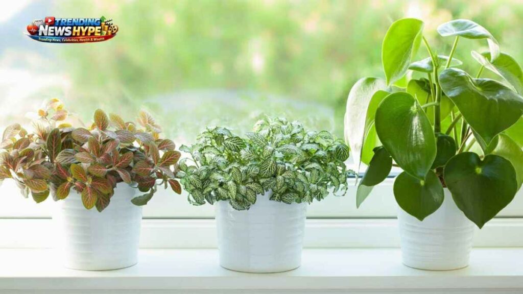 Best Indoor Plants for Air Quality Natural Ways to Improve Your Home Environment