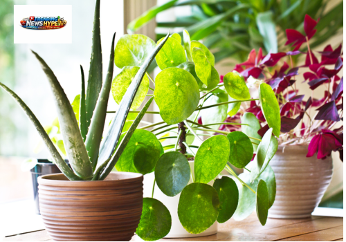 Best Indoor Plants for Air Quality