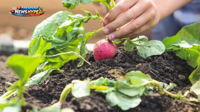 Best Plants for Beginners with No Gardening Experience