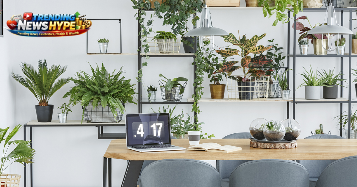 Best Plants for Office Decoration