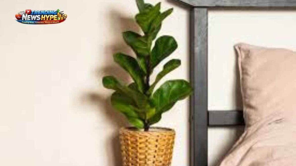 Best indoor plants for the bedroom