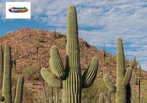Cactus