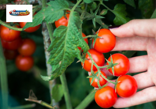 Cherry Tomatoes plant