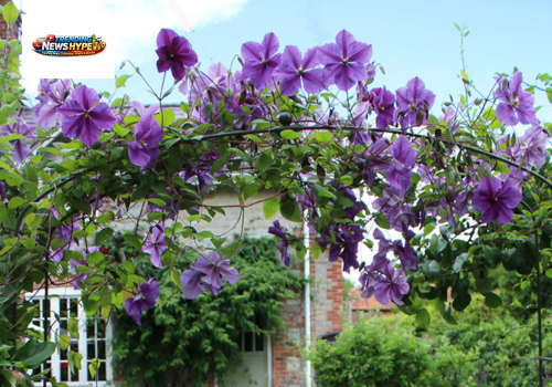 Clematis