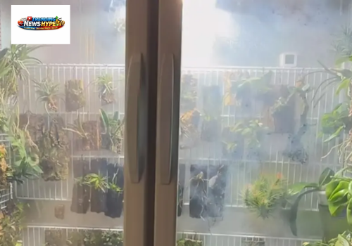 Control Indoor Humidity for Plants
