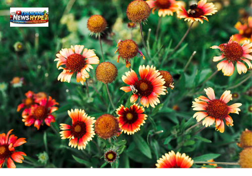 Gaillardia (Blanket Flower)