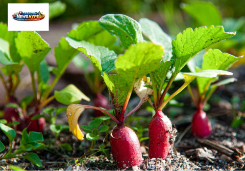 Growing Easy Vegetables