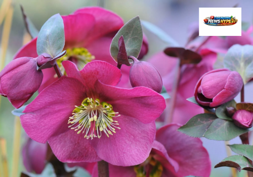 Hellebores