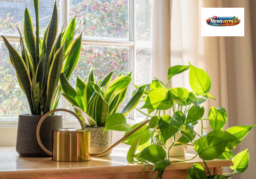 Indoor Plant Care & Tips