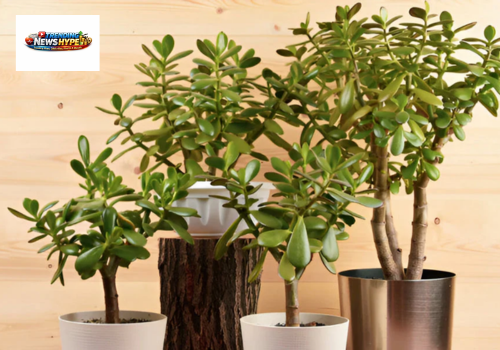 Jade Plant