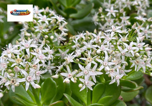 Jade plant for gardener