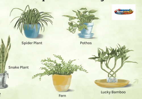 Indoor Plants