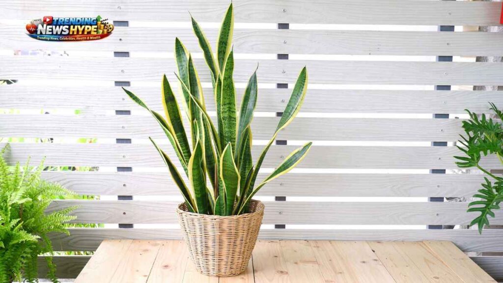 Low Maintenance Plants for Busy People