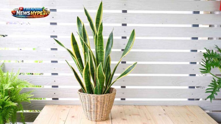 Low Maintenance Plants for Busy People