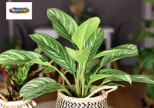 Low-light plants