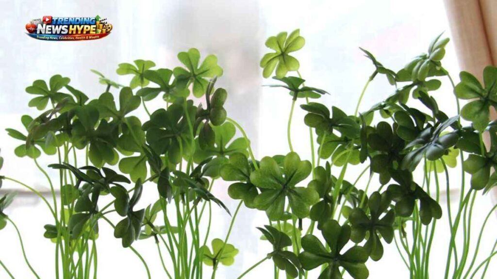 Lucky Plants for Home Decoration