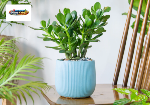 Money Plant