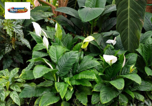 Peace Lily