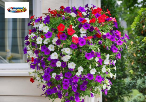 Petunias