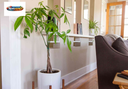Places to Keep Plants.