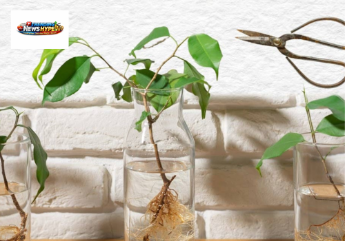 Plant Propagation for gardeners