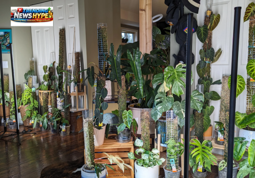 Plant Spacing