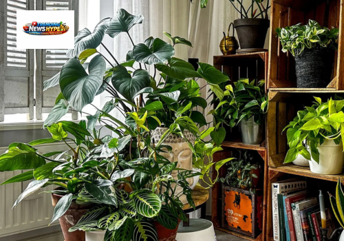 Plants Increase Productivity