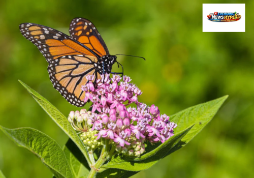 Plants That Attract Pollinators