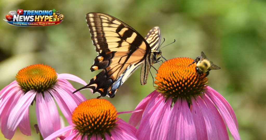 Plants That Attract Pollinators Like Bees and Butterflies
