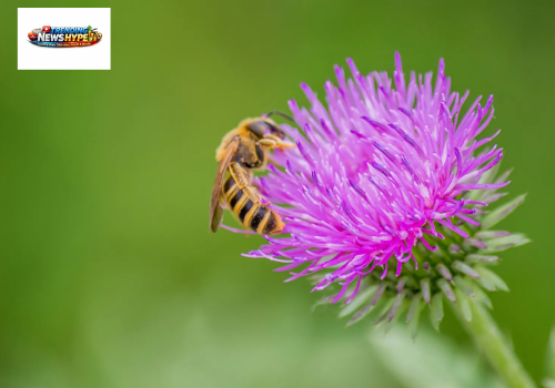 Pollinator-Friendly Plants 
