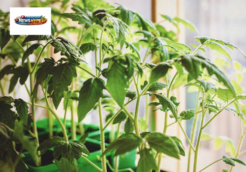 Poor Lighting Conditions for plants