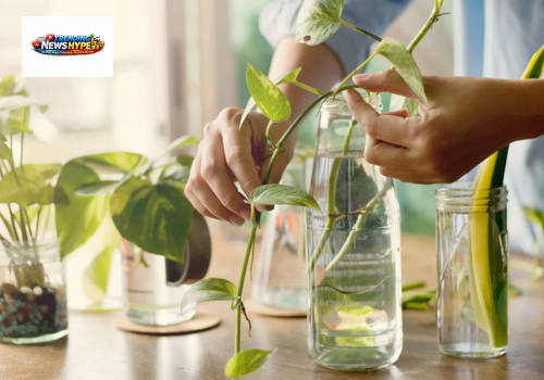 Propagate Houseplants