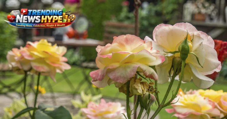 Seasonal Flowering Plants for Your Garden