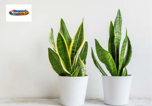 Snake Plant