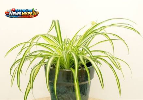 Spider Plant