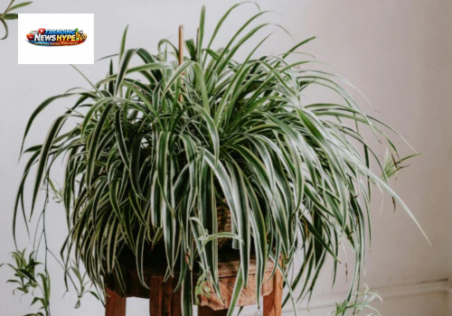 Spider Plant