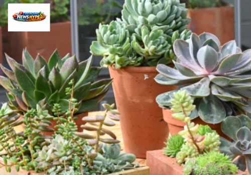Succulents