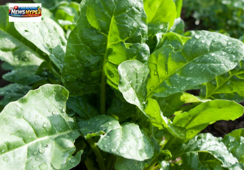 Summer Spinach Varieties